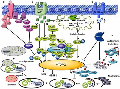 Divergent Metabolic Regulation of Autophagy and mTORC1—Early Events in Alzheimer’s Disease?